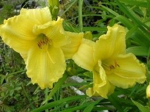 hemerocallis "girl scout" - denivka