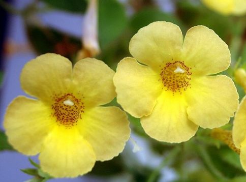 achimenes " clouded yellow stone " - honzík, bouloň