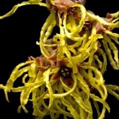 hamamelis intermedia "yamina "