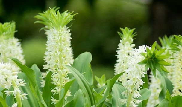 eucomis autumnalis white