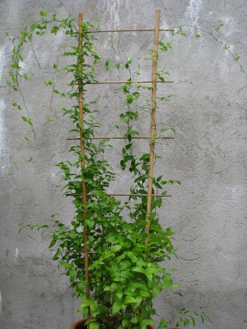 asparagus medeoloides (asparagoides)