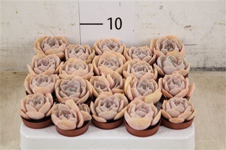 echeveria runyonii