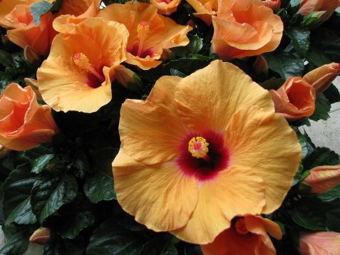 Hibiscus sin. "adonicus apricot" - ibišek pokojový, 4denní