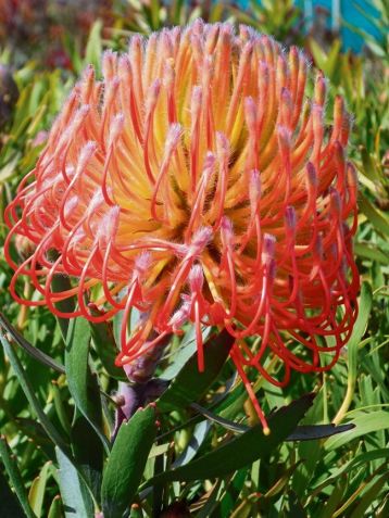 leucospermum " so exquisite "