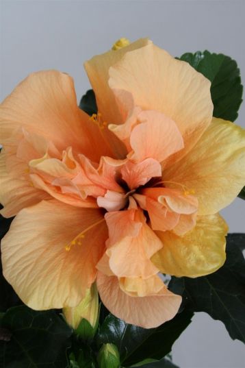 Hibiscus sin. "sunshiners®" - ibišek pokojový, 4denní, lososový