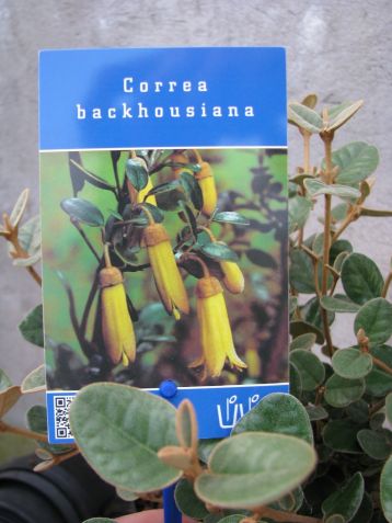 correa backhouseana