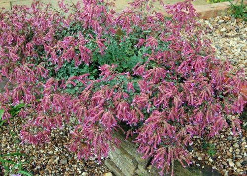 origanum "bristol´s cross "