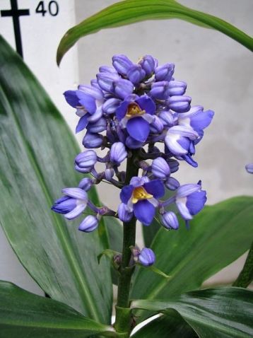 dichorisandra thyrsifolia