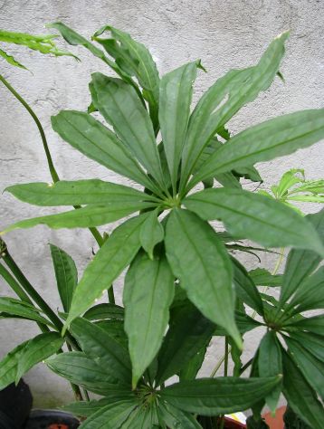 anthurium polyschistum "tweed"
