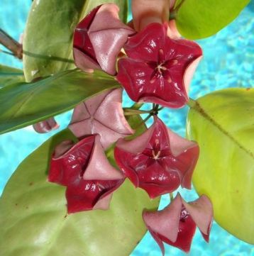 hoya megalaster