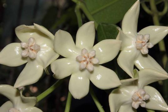 hoya imperialis alba