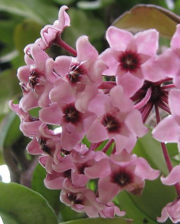 hoya carnosa "krimson"
