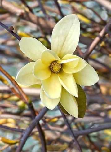 magnolia "gold star"