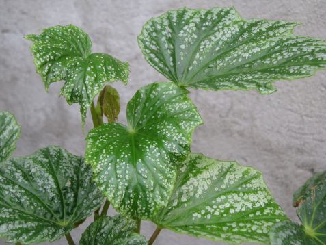 begonia palmata "snow splash"