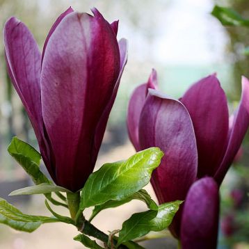 magnolia liliiflora "nigra"