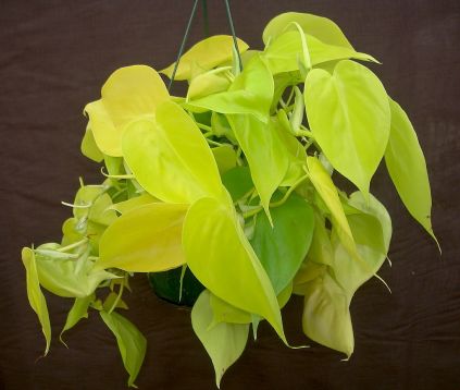 philodendron scandens "lemon lime"