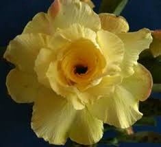 adenium obesum "perm sab yellow"