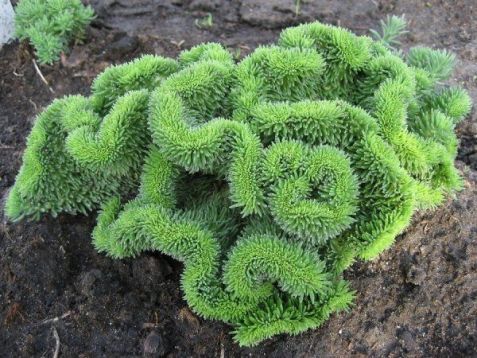 sedum rupestre "cristatum" rozchodník skalní