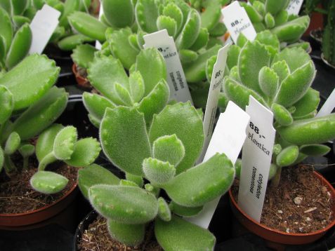 cotyledon tomentosa