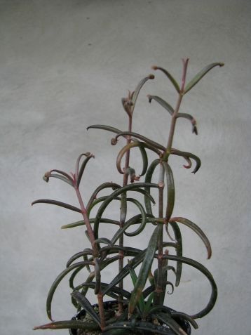 bryophyllum scandens "espalier"
