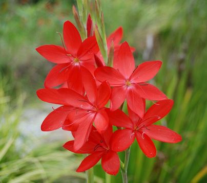 schizostylis coccinea "major"