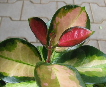 hoya australis "lisa"