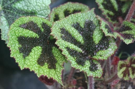 begonia "iron cross"