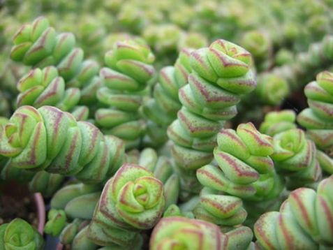 crassula marnieriana "hottentot"