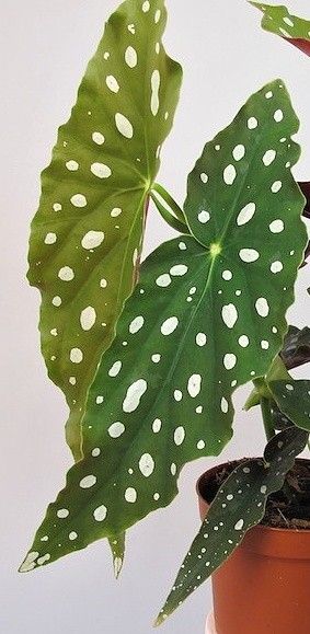 begonia maculata "wightii"