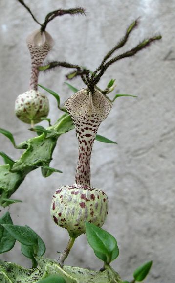 ceropegia simonae green form
