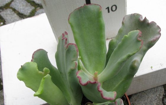 cotyledon "coral"