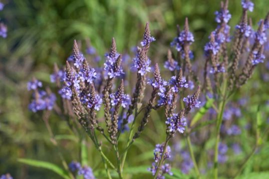 verbena hastata