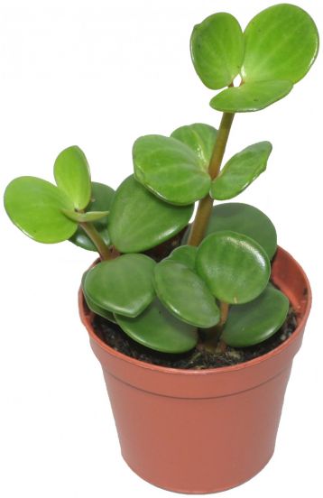 peperomia tetraphylla " hope"