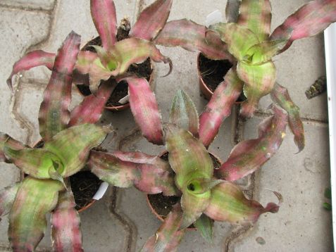 Cryptanthus bivittathus "strawberry flambee"