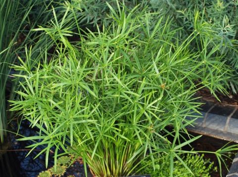 cyperus alternifolius "gracilis"