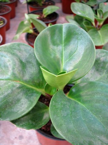 peperomia obtusifolia green