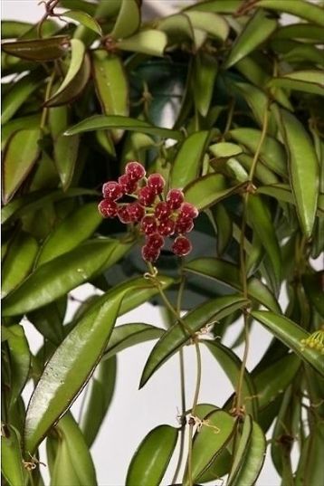 hoya longifolia "china beans"