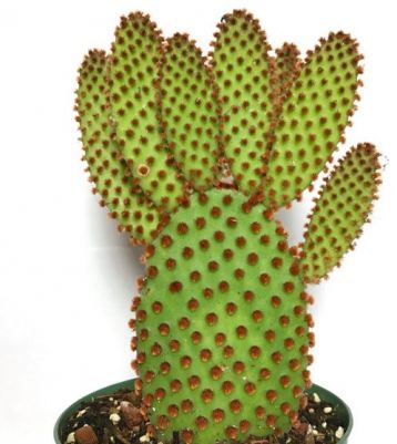 opuntia microdasys rufida