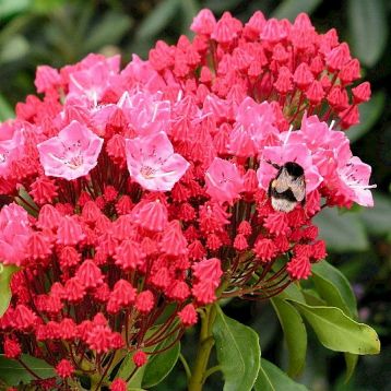 Kalmia latifolia "kardinal"