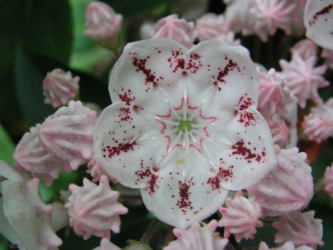 kalmia latifolia " tofka"