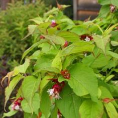 Leycesteria "golden lanterns" - leycestérie krásná
