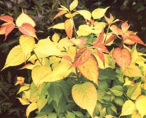 Leycesteria "golden lanterns" - leycestérie krásná , mladé výhonky