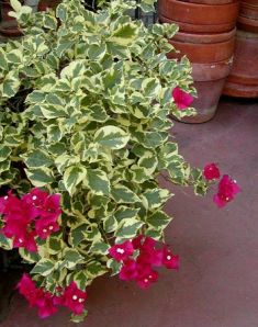bougainvillea glabra "raspberry ice"