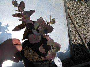sedum "xenox"