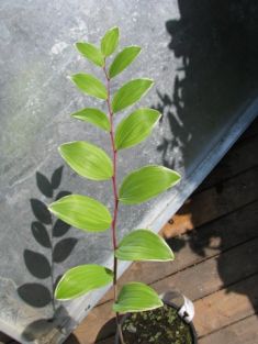 polygonatum multiflorum "variegatum" - kokořík