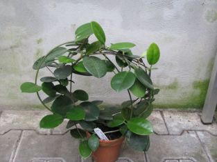hoya carnosa "stargazer"