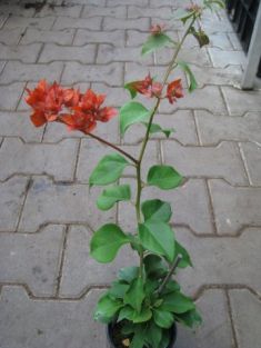 bougainvillea plnokvětá červená