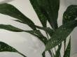 Aspidistra elatior "milky way" - kořenokvětka , ševcovská palma