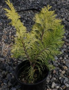 chamaecyparis lawsoniana "golden wonder"