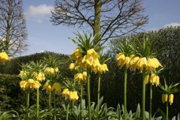 Fritillaria imperialis "lutea" - řebčík královský žlutý - 1 kus